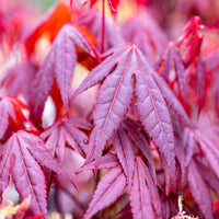Japanse esdoorn 'Shaina' - Acer palmatum shaina