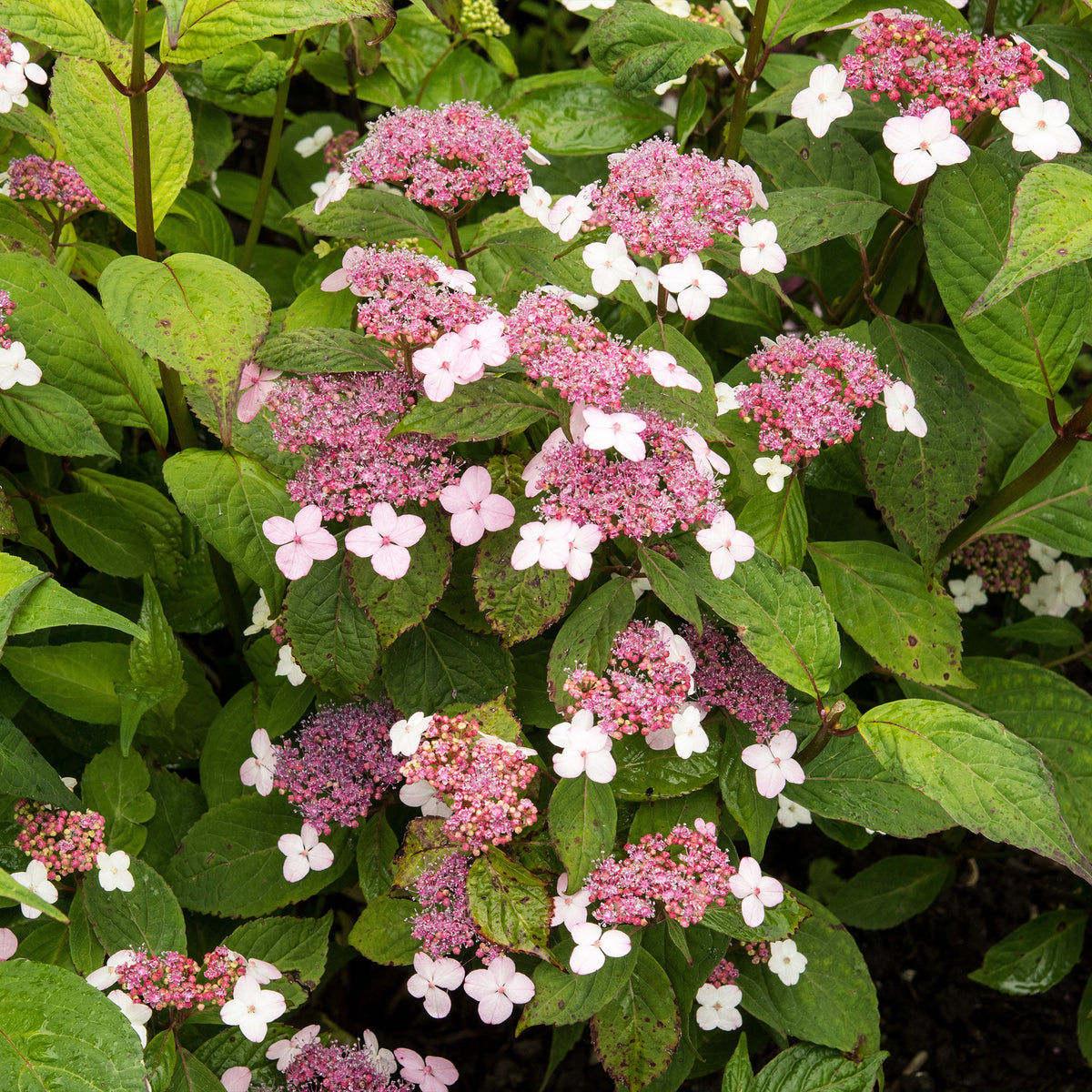 Berghortensia 'Indian Summer' - Hydrangea serrata Indian Summer - Bakker