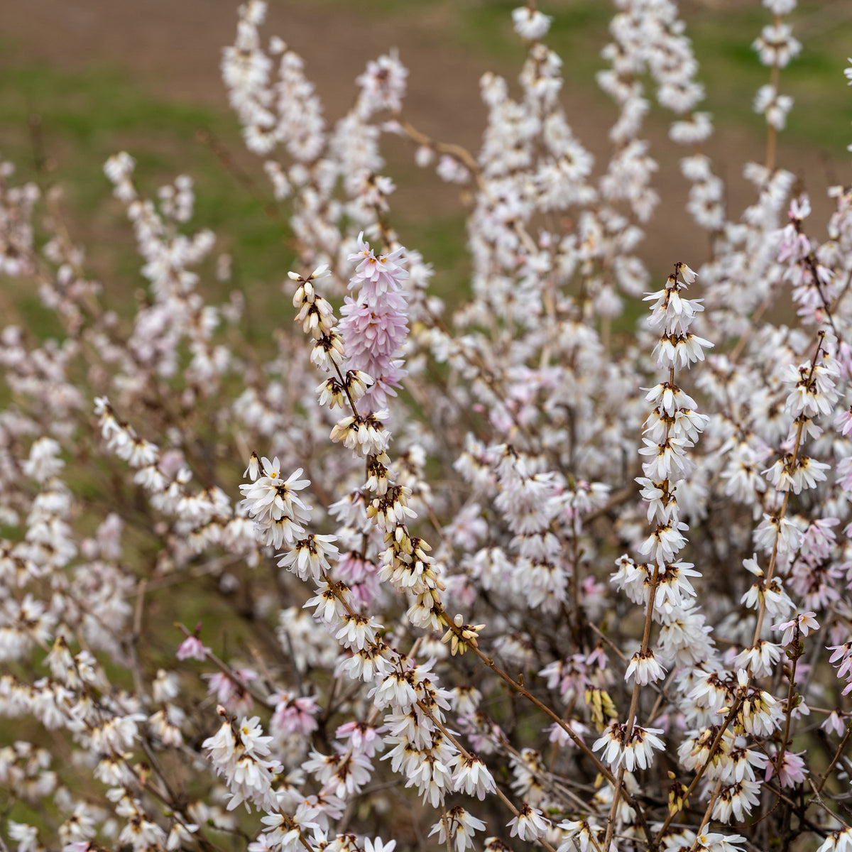 Forsythia - wit + roze - Abeliophyllum distichum - Bakker