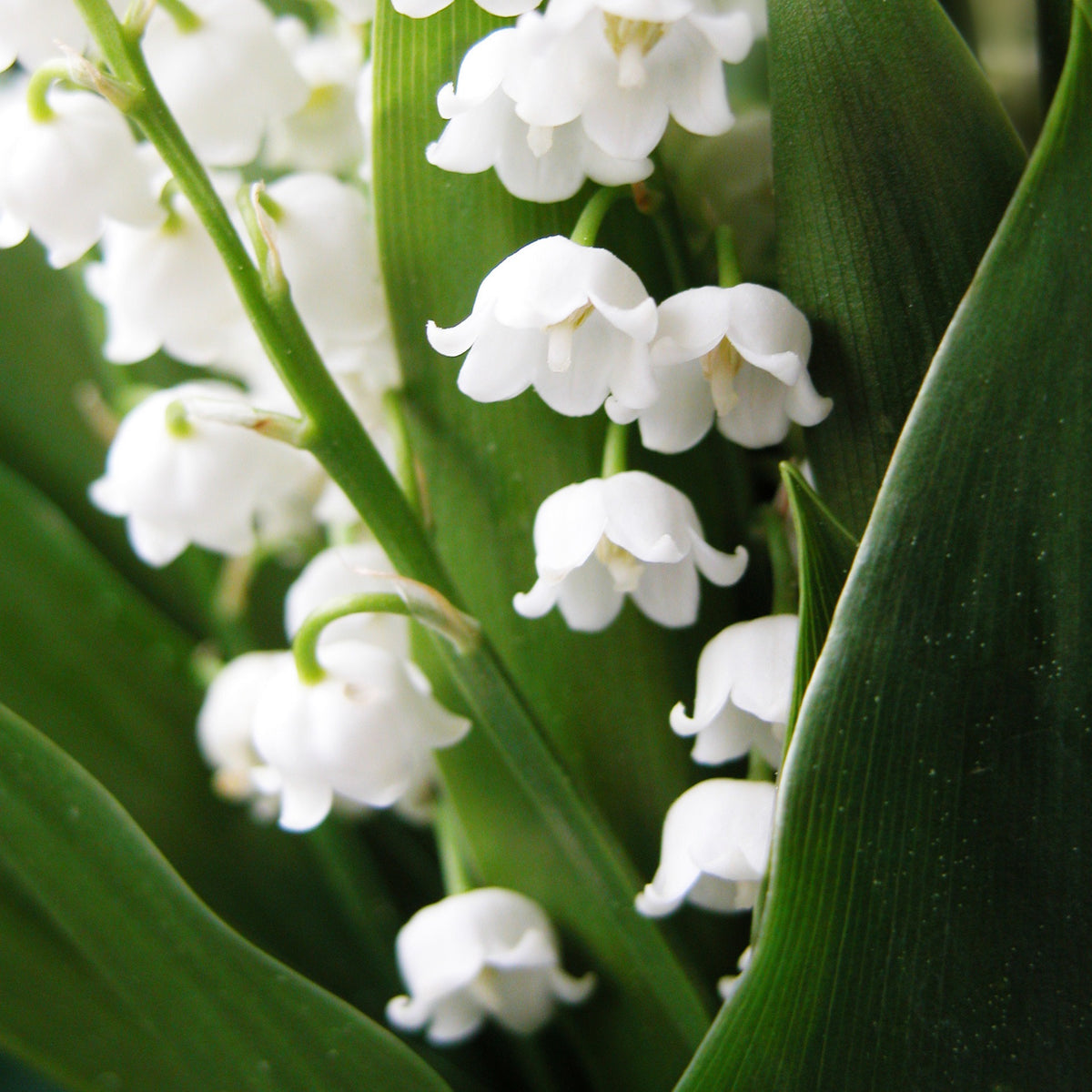 Lelietje-van-dalen 'Majalis' - Convallaria majalis - Bakker
