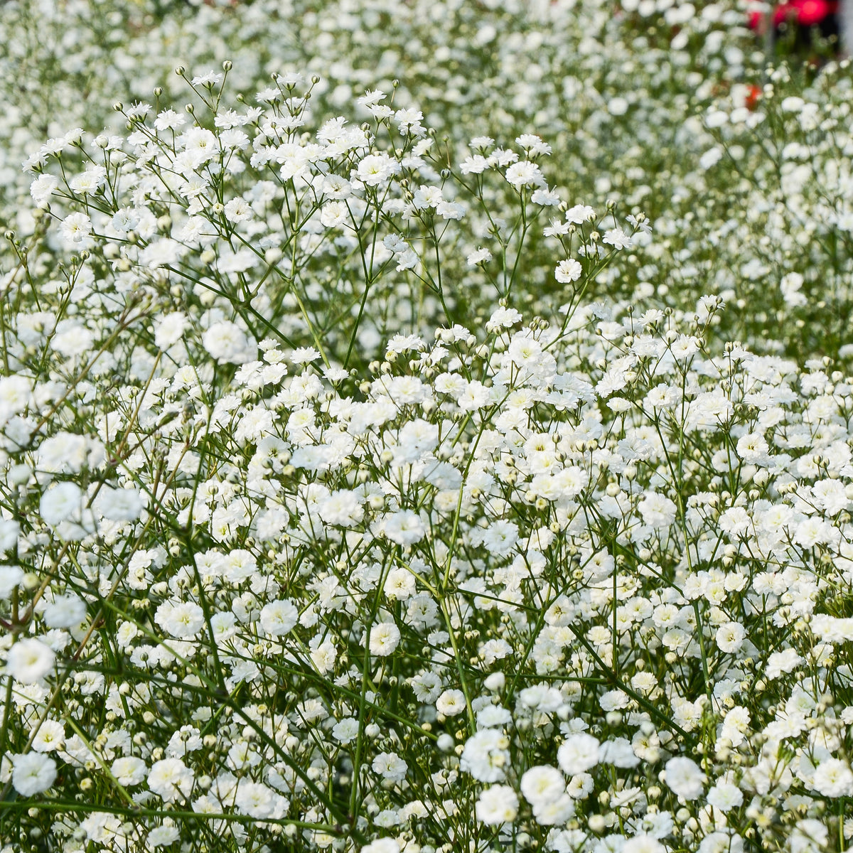Verkoop Borderpakket '12 vaste planten' ca. 2m² - Bloeiende vaste planten