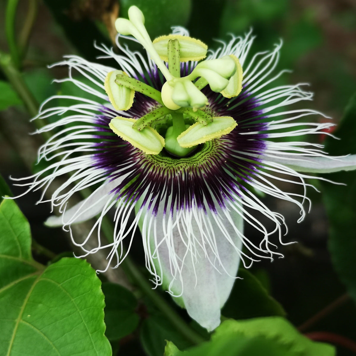 Passiebloem 'Frederick' - Passiflora edulis frederick - Bakker
