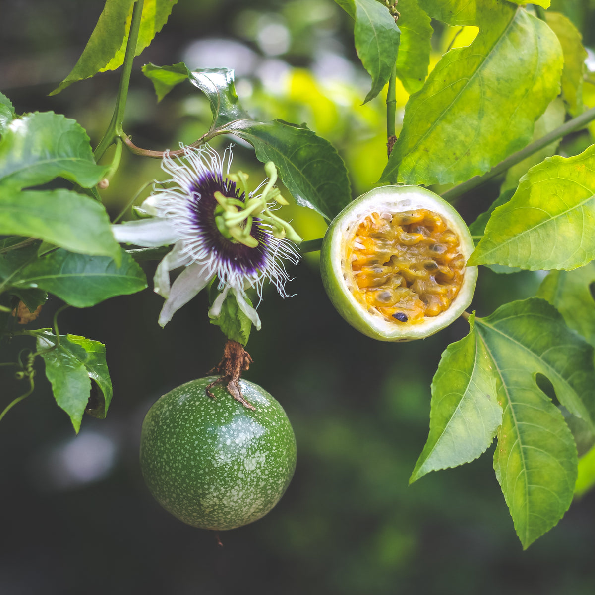 Passiflora edulis frederick - Passiebloem 'Frederick' - Klimfruitbomen