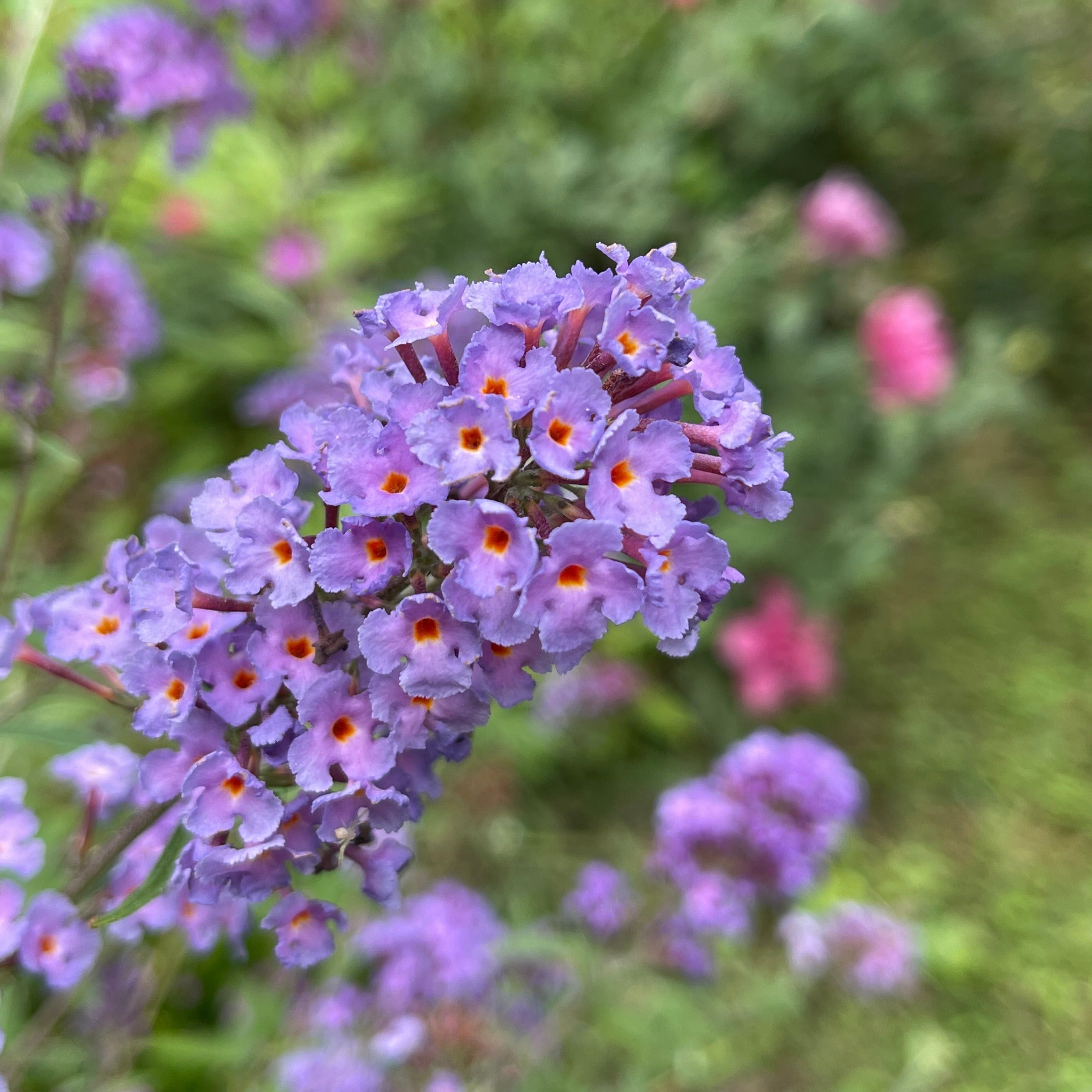 Dwergvlinderstruik Free Petite© Dark Pink - Buddleja davidii Free