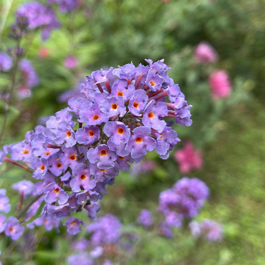 Vlinderstruik 'Dreaming Lavender' - Buddleja dreaming lavender - Tuinplanten