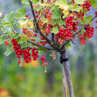 Ribes rubrum Jonkheer van Tets - Rode bes op stam - Rode bes