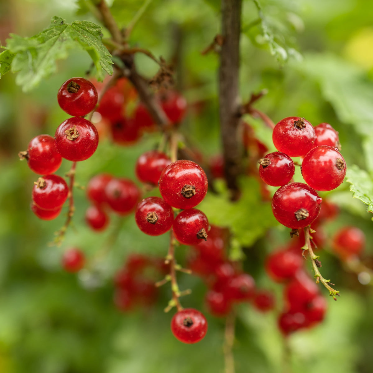 Rode bes - Rode bes op stam - Ribes rubrum Jonkheer van Tets