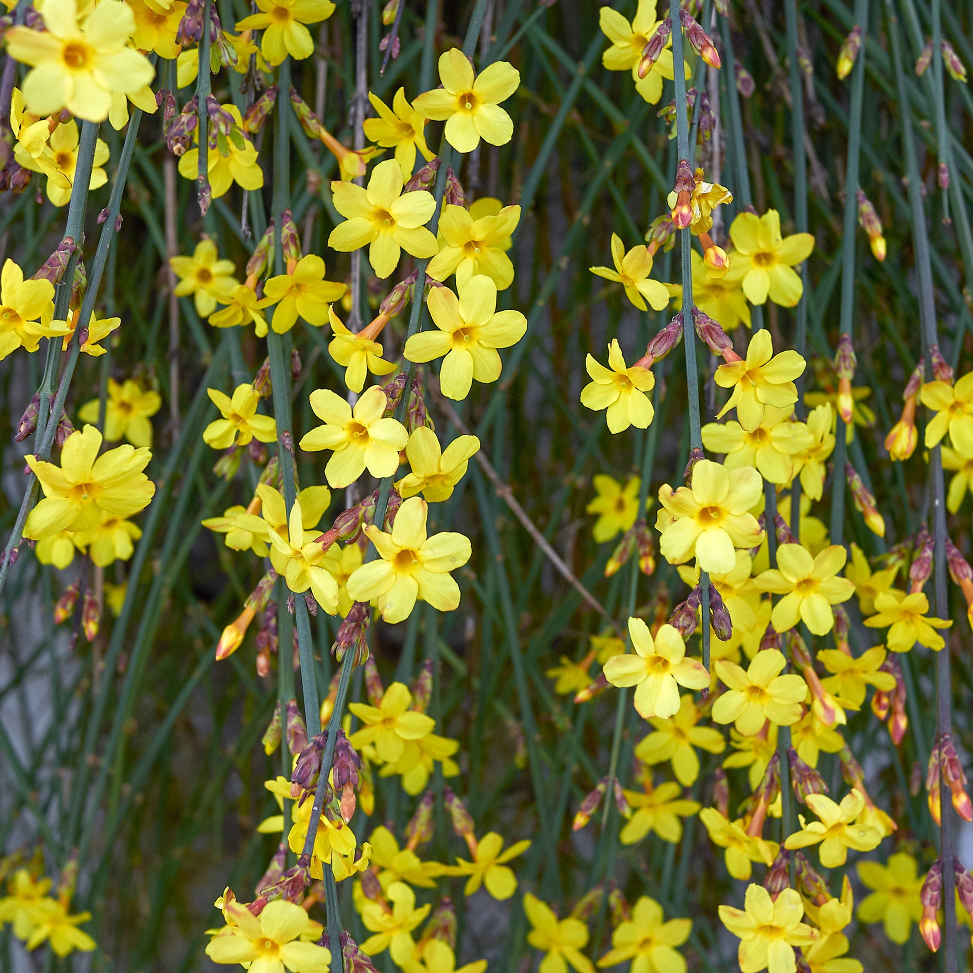 Winterjasmijn - Jasminum nudiflorum