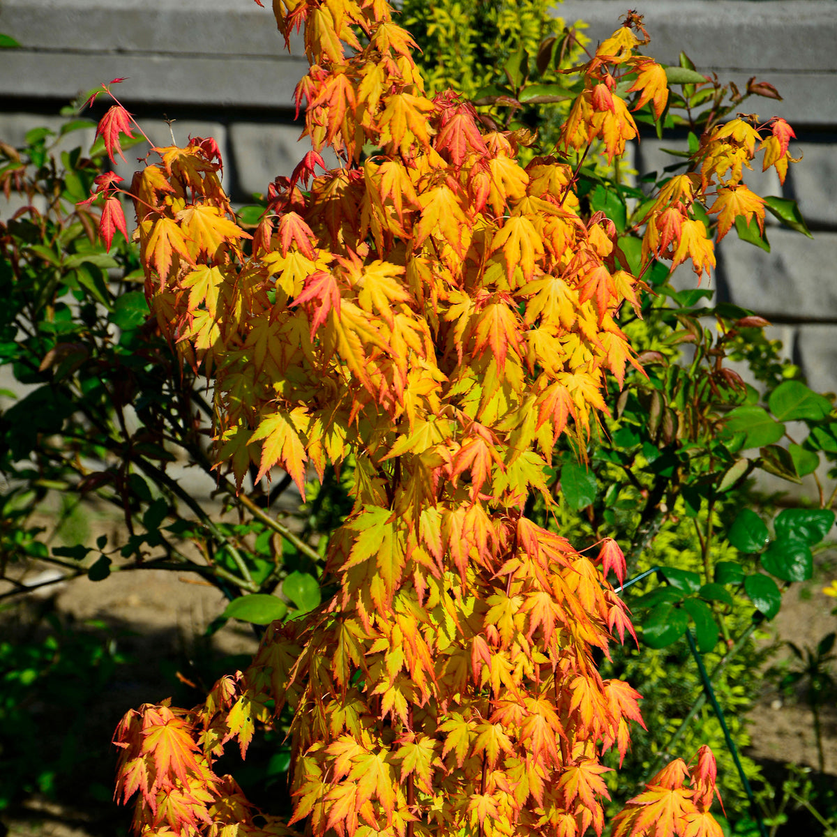 Japanse esdoorn 'Orange Dream' - Acer palmatum Orange Dream - Bakker