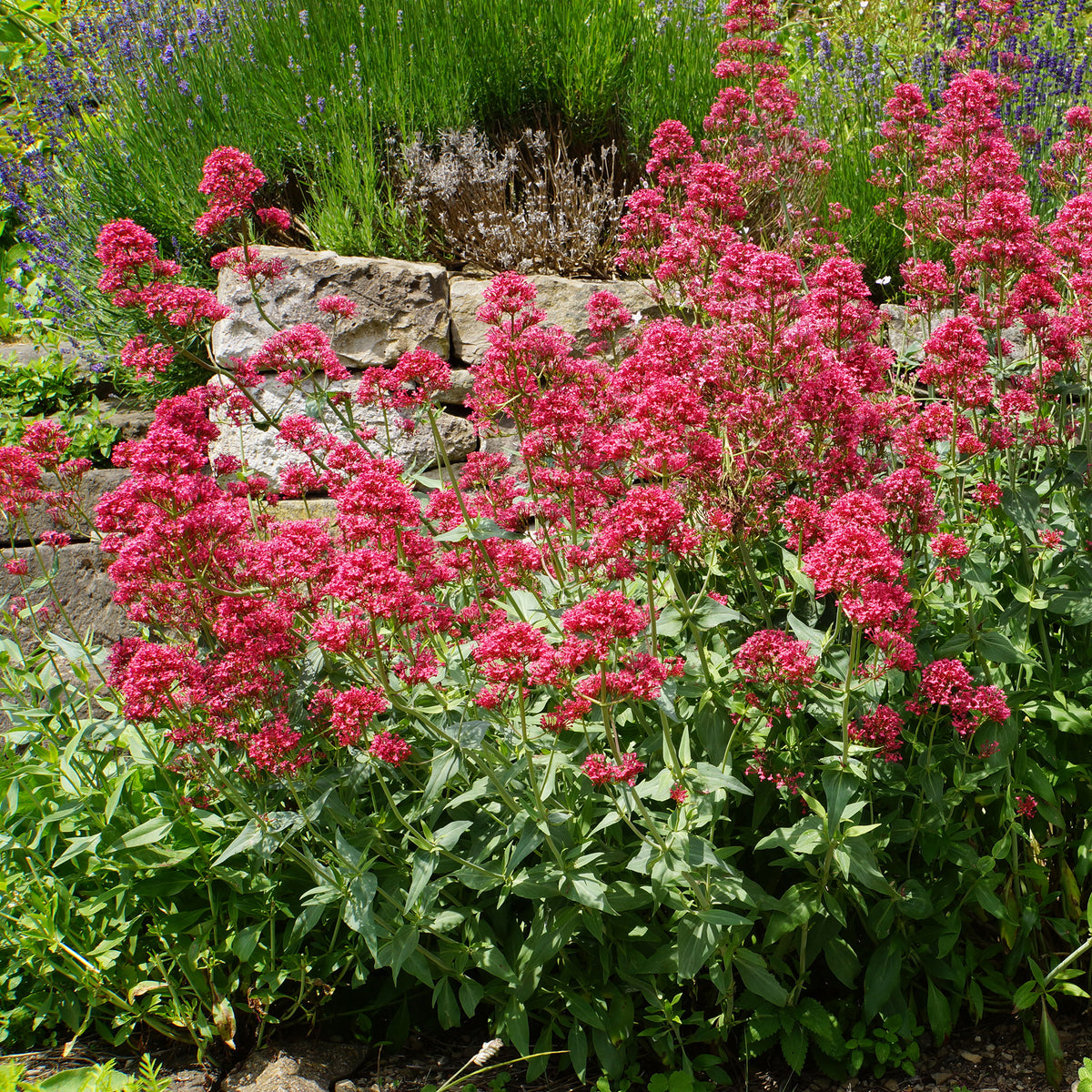 Spoorbloem - rood - Bakker