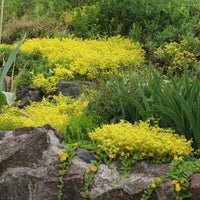 Vaste planten - 3 bodembedekkende vaste planten - Thymus serphyllum, Sedum acre , Sedum spurium