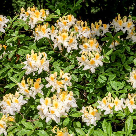 Azalea mollis wit - Azalea mollis - Tuinplanten