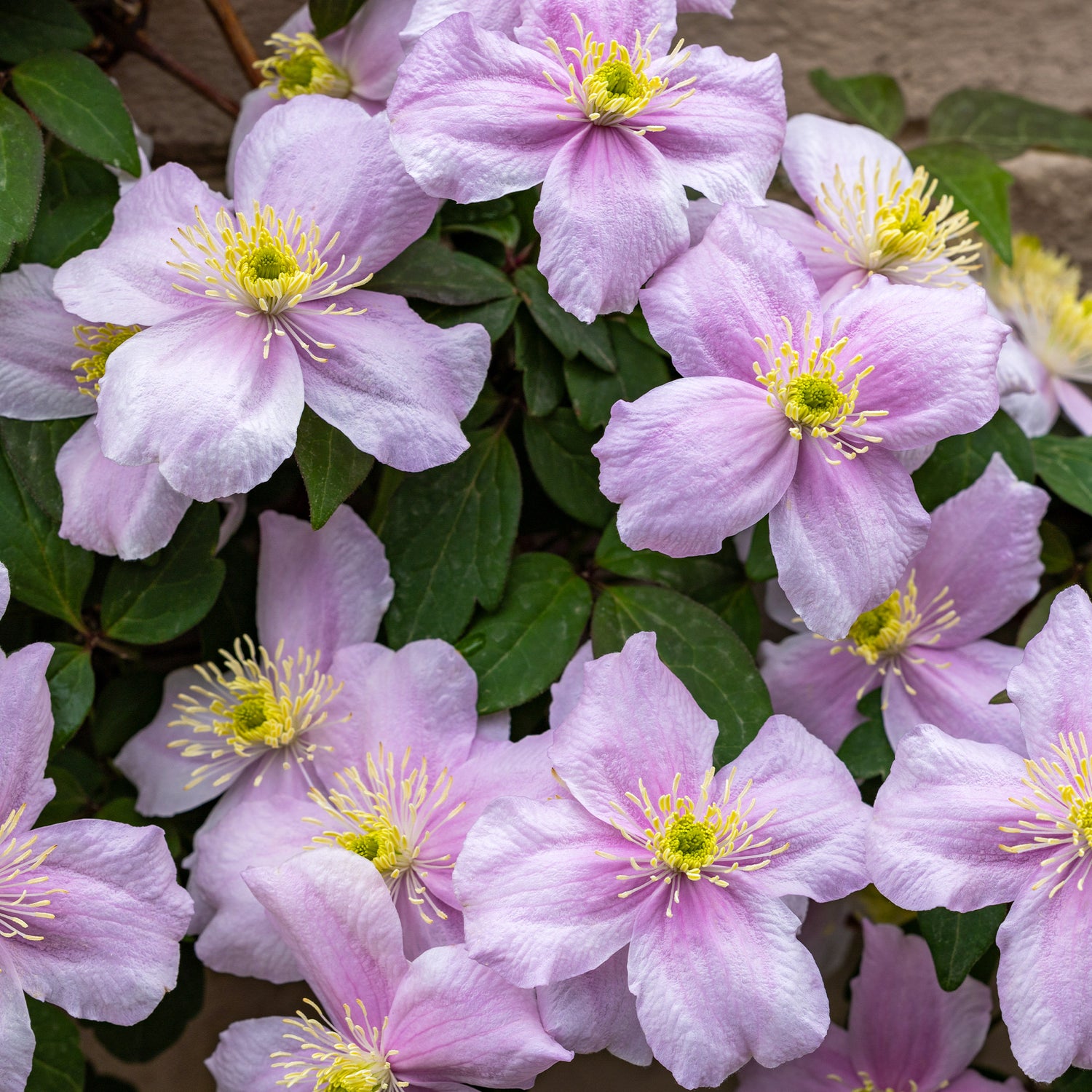 Clematis montana - Bergbosrank