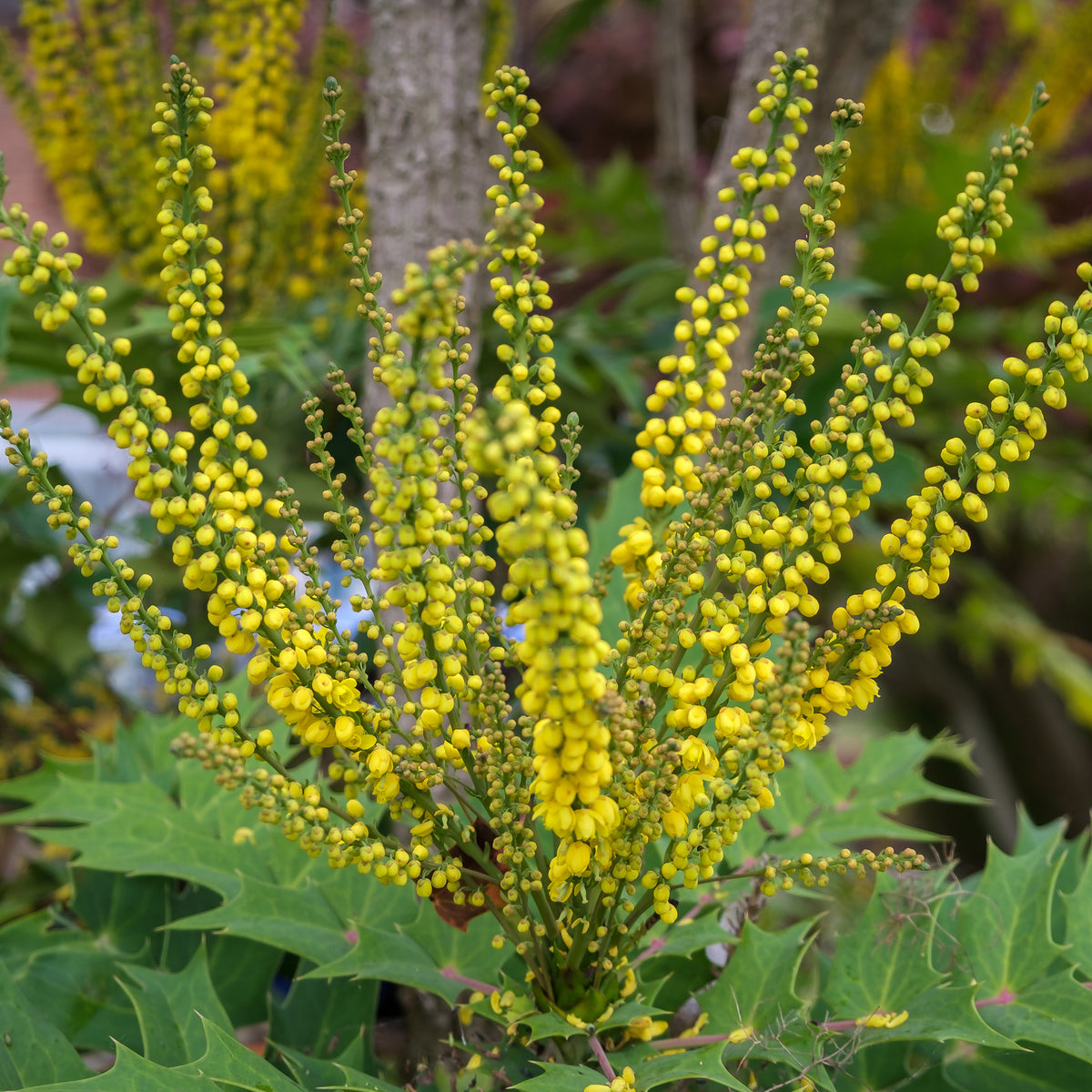 Mahonia media Charity - Mahoniestruik 'Charity' - Wintergroene planten