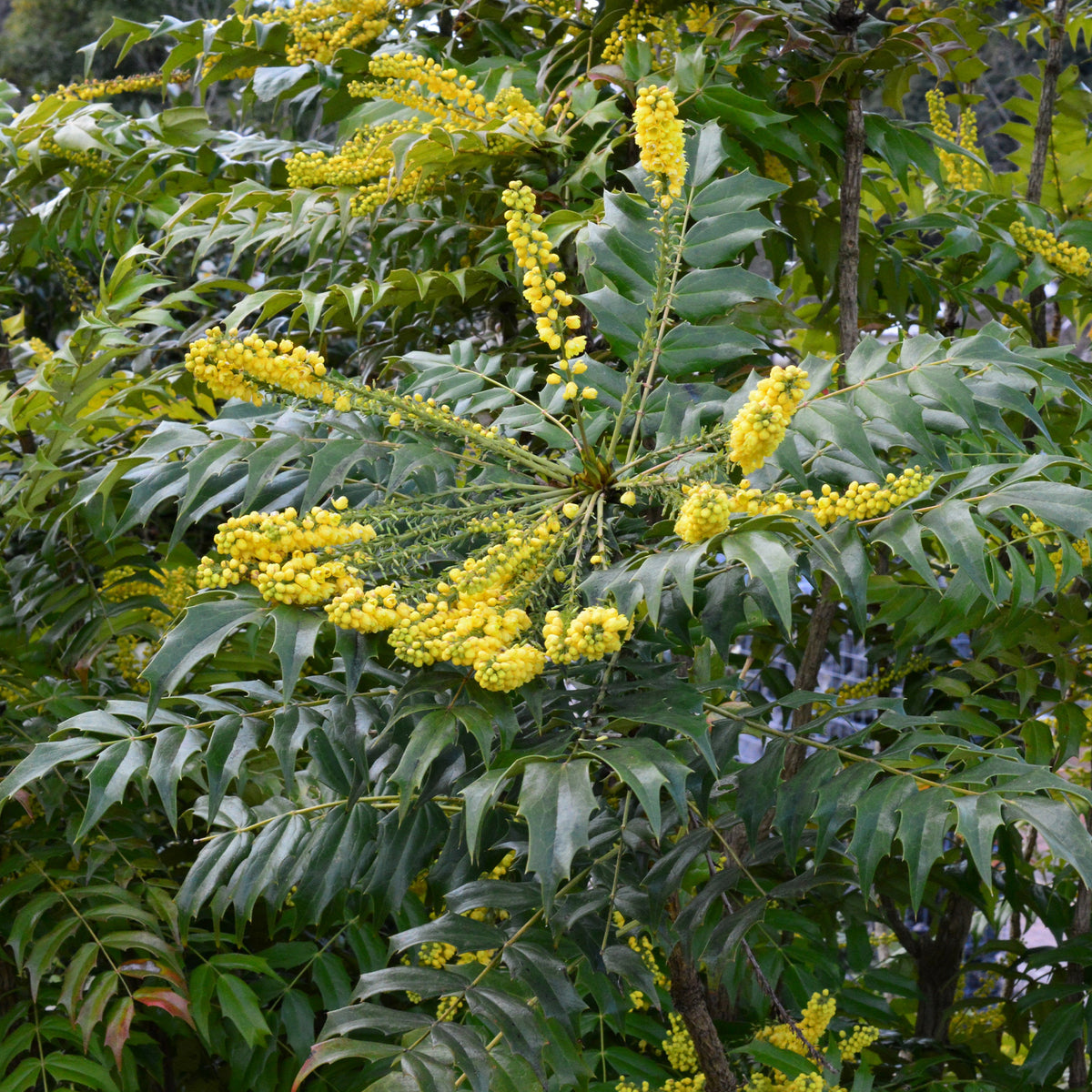 Wintergroene planten - Mahoniestruik 'Charity' - Mahonia media Charity