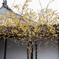 Meloenboompje - Chimonanthus praecox - Bakker