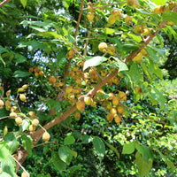  - Meloenboompje - Chimonanthus praecox