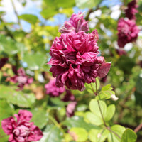 Bosrank dubbelbloemig - paars - Clematis viticella Purpurea Plena Elegans - Bakker