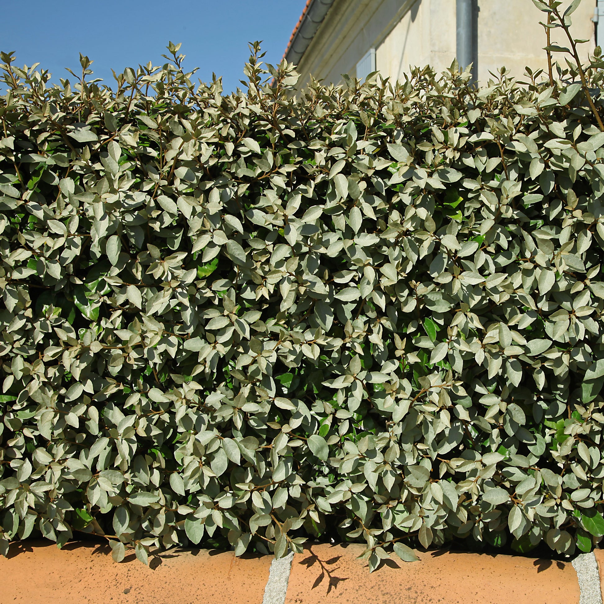 Olijfwilg - Eleagnus ebbingei - Heesters en vaste planten