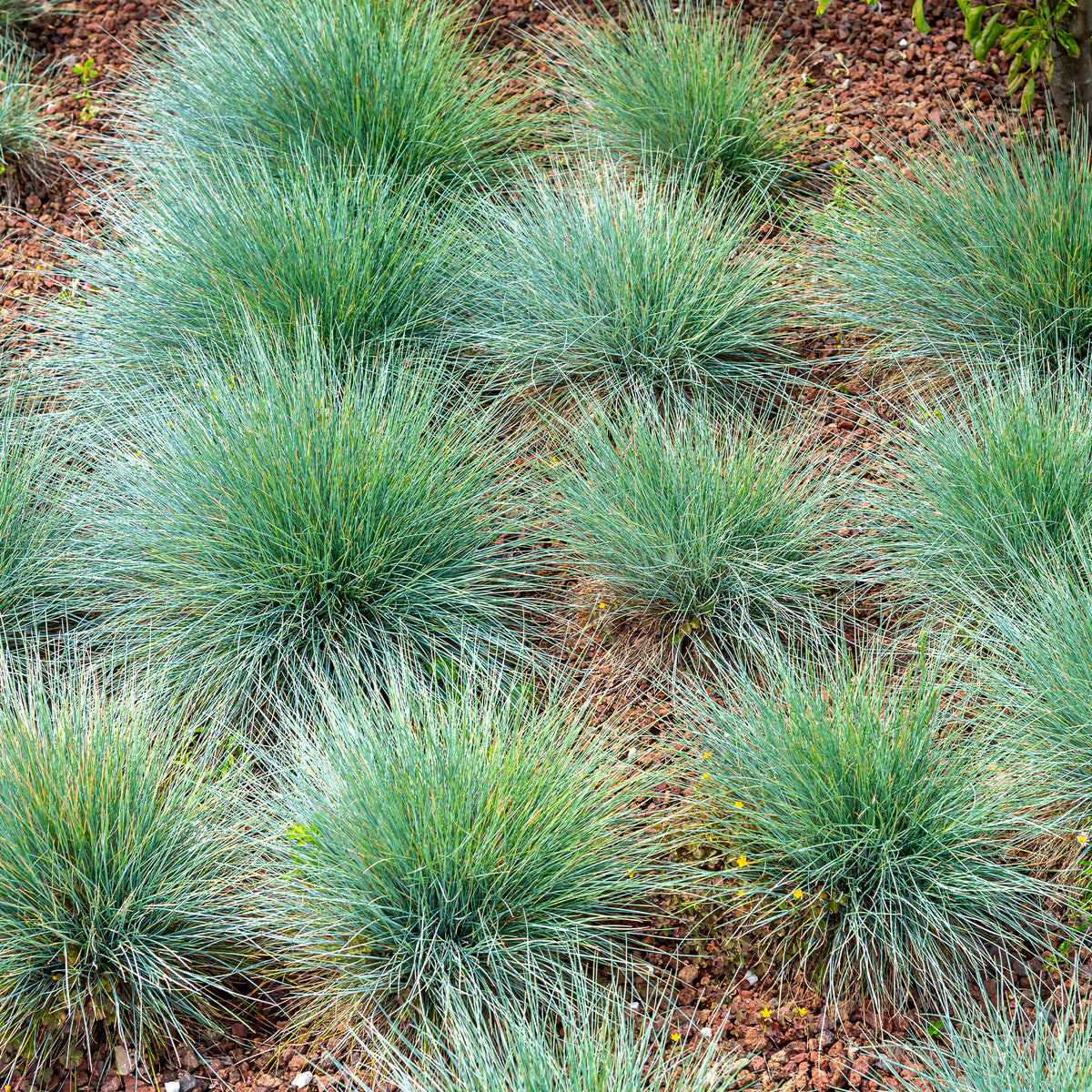 Blauw schapengras - Bakker