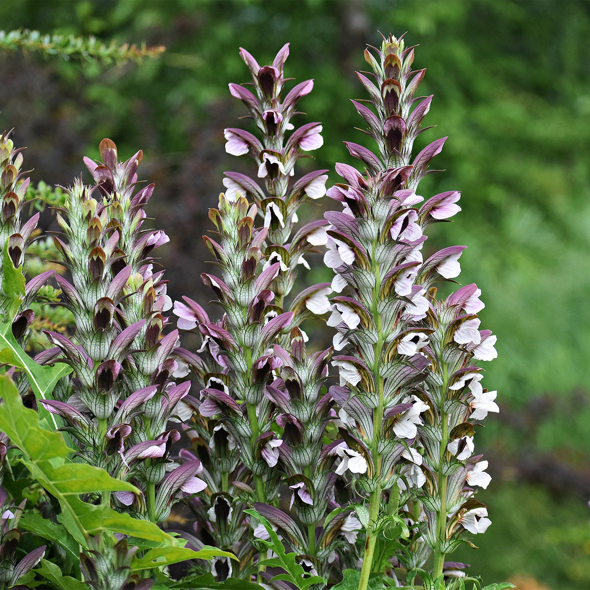 Acanthus mollis, Heliopsis scabra, Aconitum napellus, Phlox paniculata, Hemrocallis Samy Russel,  Lychnis viscaria, Anaphalis triplinervis, Campanula carpatica - Bloeiende vaste planten borderpakket - ca. 2 m² - Acanthus