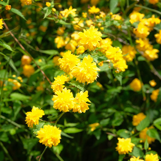 Ranonkelstruik - Bakker
