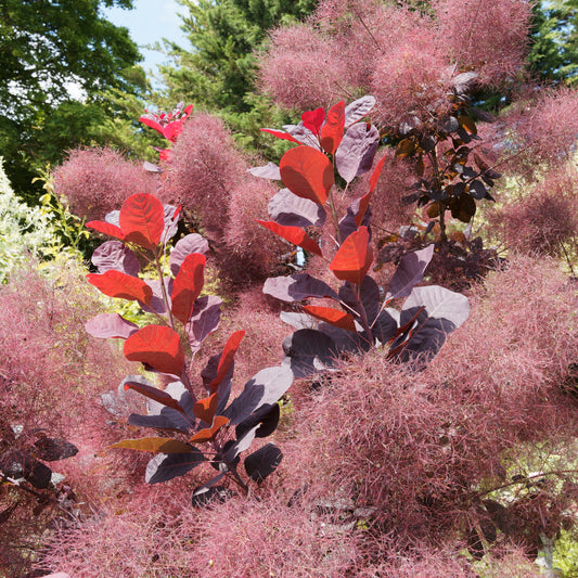 Pruikenboom 'Royal Purple' 2L pot - Bakker