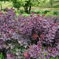 Pruikenboom 'Royal Purple' - Cotinus coggygria royal purple - Heesters en vaste planten