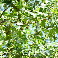 Verkoop Amberboom Woodland Honeysuckle Serotina - Liquidambar - Amberboom