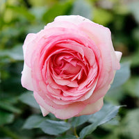 Engelse roos 'Her's Ausgreen'® - Rosa her's ausgreen ® (ausblush)