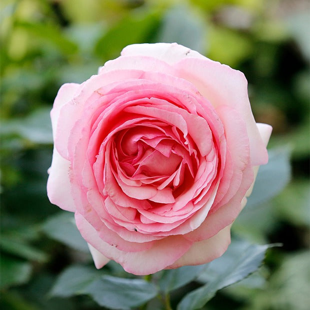 Engelse roos Mix 'Her's Ausgreen'® + 'Ausgreens Winne' (x2) - Rosa 'her's ausgreen' ® (ausblush), 'ausgreen's wi - Tuinplanten