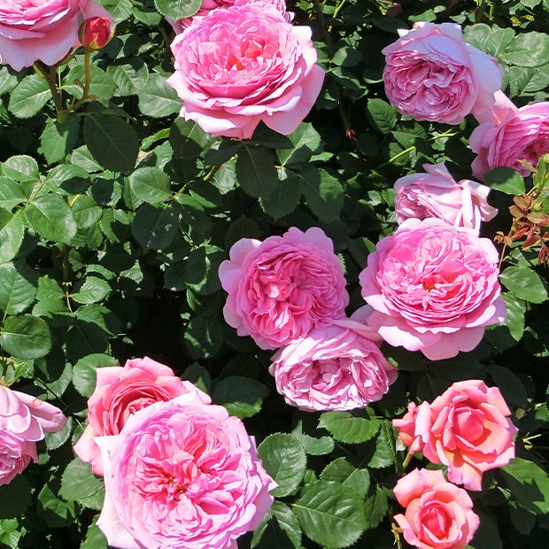 Engelse roos Mix 'Her's Ausgreen'® + 'Ausgreens Winne' (x2) - Rosa 'her's ausgreen' ® (ausblush), 'ausgreen's wi - Tuinplanten