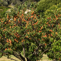 Abrikozenboom 'Bergeron' - Prunus armeniaca Bergeron - Fruitbomen