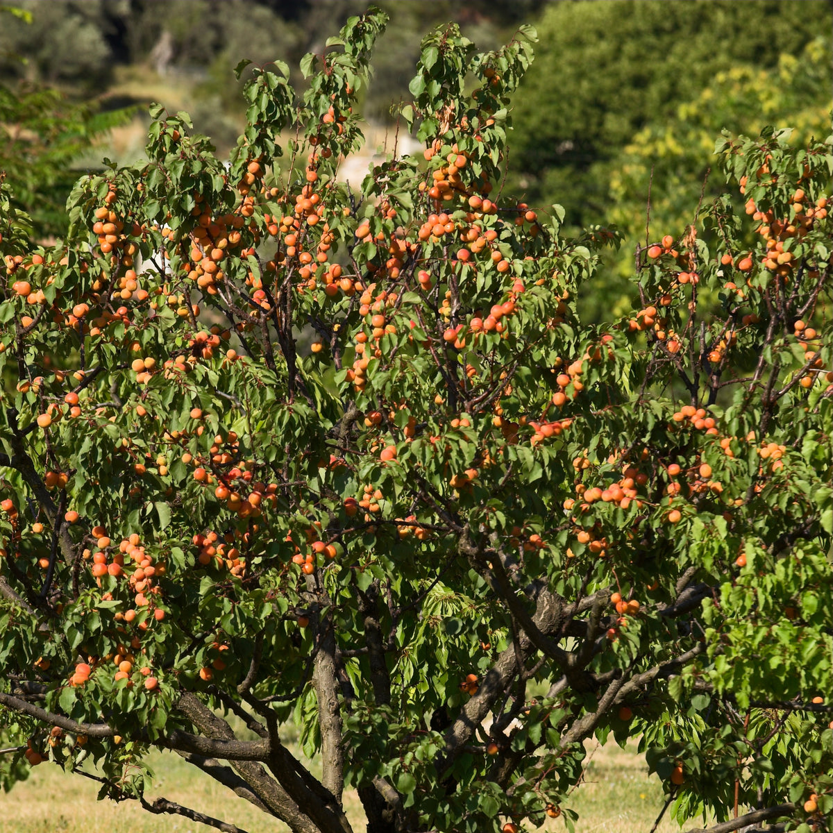 Abrikozenboom 'Bergeron' - Prunus armeniaca Bergeron - Bakker