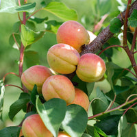 Abrikozenboom 'Bergeron' - Prunus armeniaca Bergeron - Abrikozen
