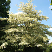 Reuzenkornoelje 'Variegata' - Cornus controversa variegata - Bakker