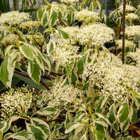 Reuzenkornoelje 'Variegata' - Cornus controversa variegata - Heesters en vaste planten
