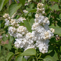 Verkoop Collectie dubbele seringen: blauw, rood, lila, wit (x4) - Syringa vulgaris