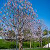 Keizerboom - Paulownia tomentosa - Tuinplanten