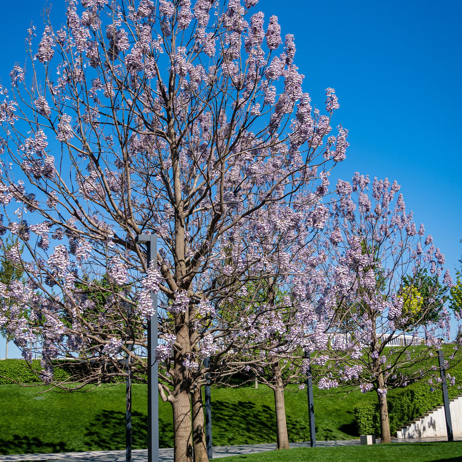 Keizerboom - Paulownia tomentosa - Tuinplanten