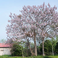 Paulownia tomentosa - Keizerboom - Bomen