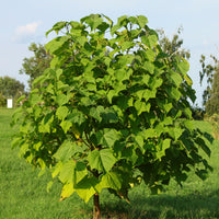 Verkoop Keizerboom