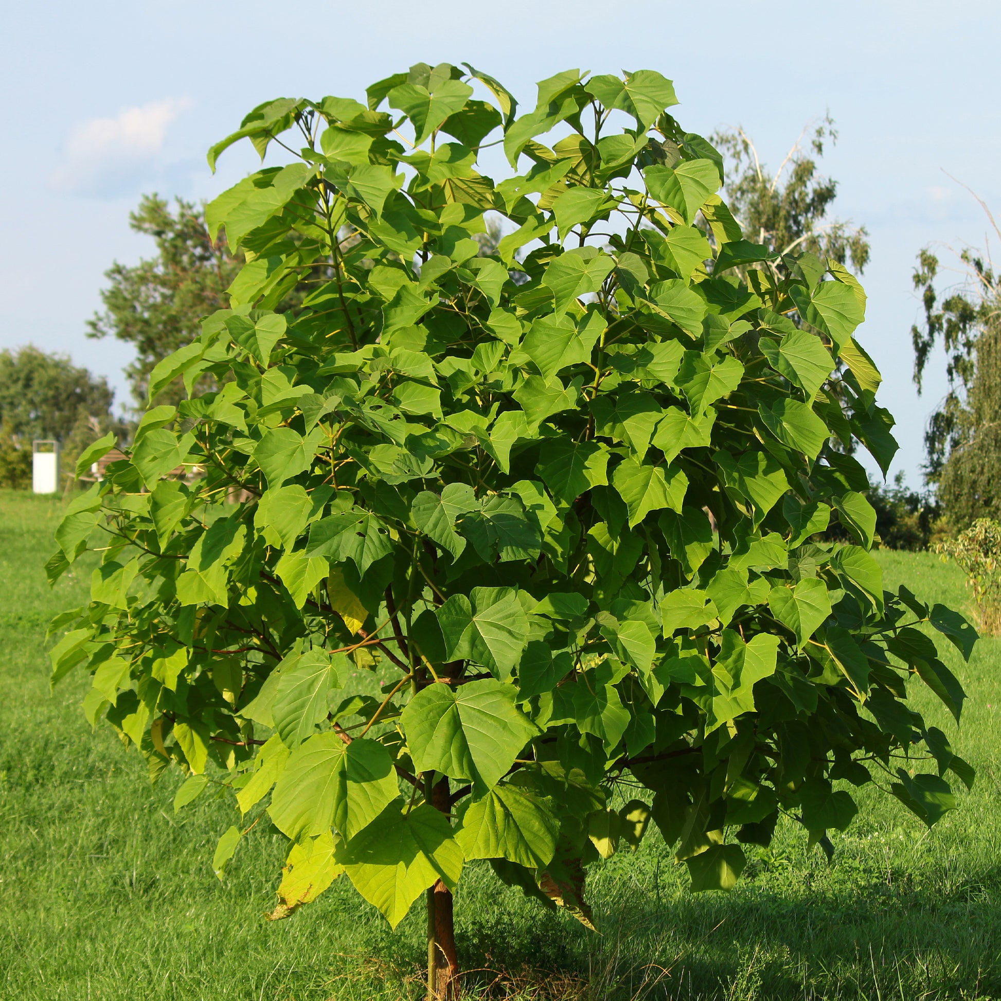 Keizerboom - Paulownia tomentosa - Heesters en vaste planten