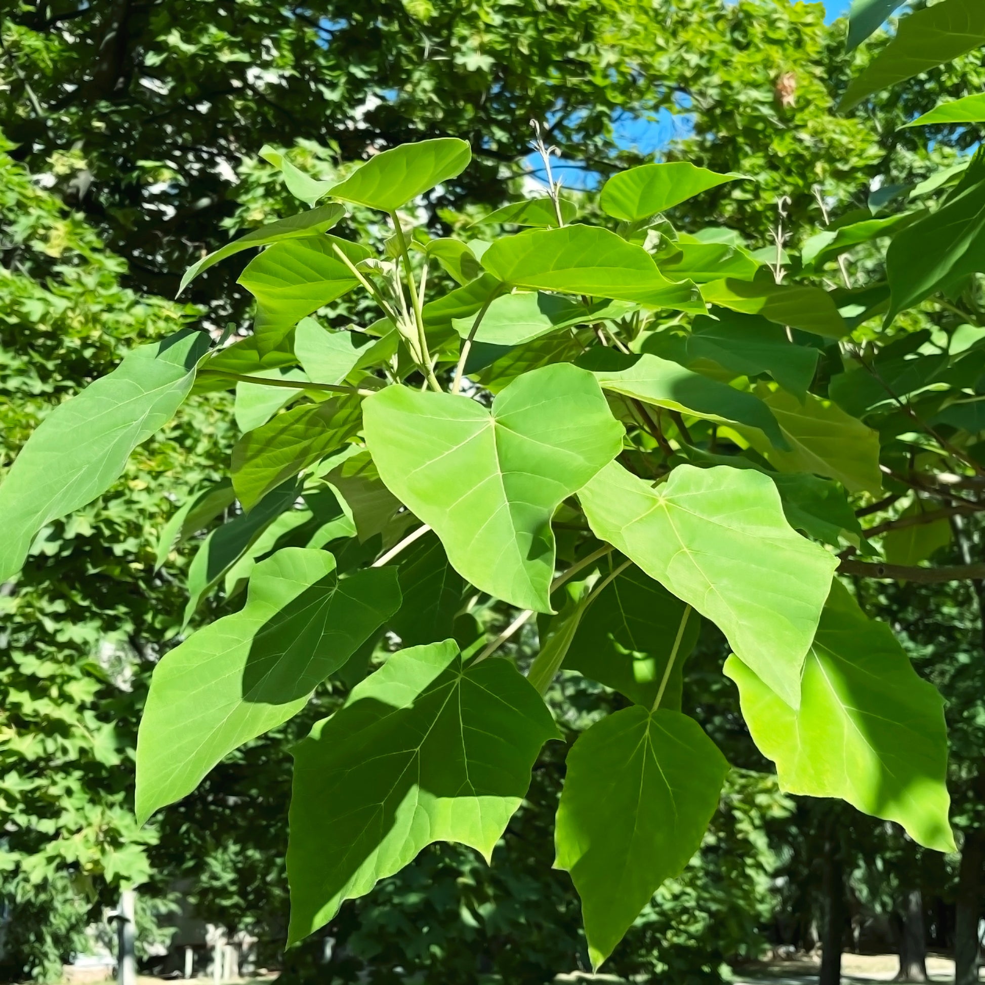 Keizerboom - Paulownia tomentosa - Heesters en vaste planten