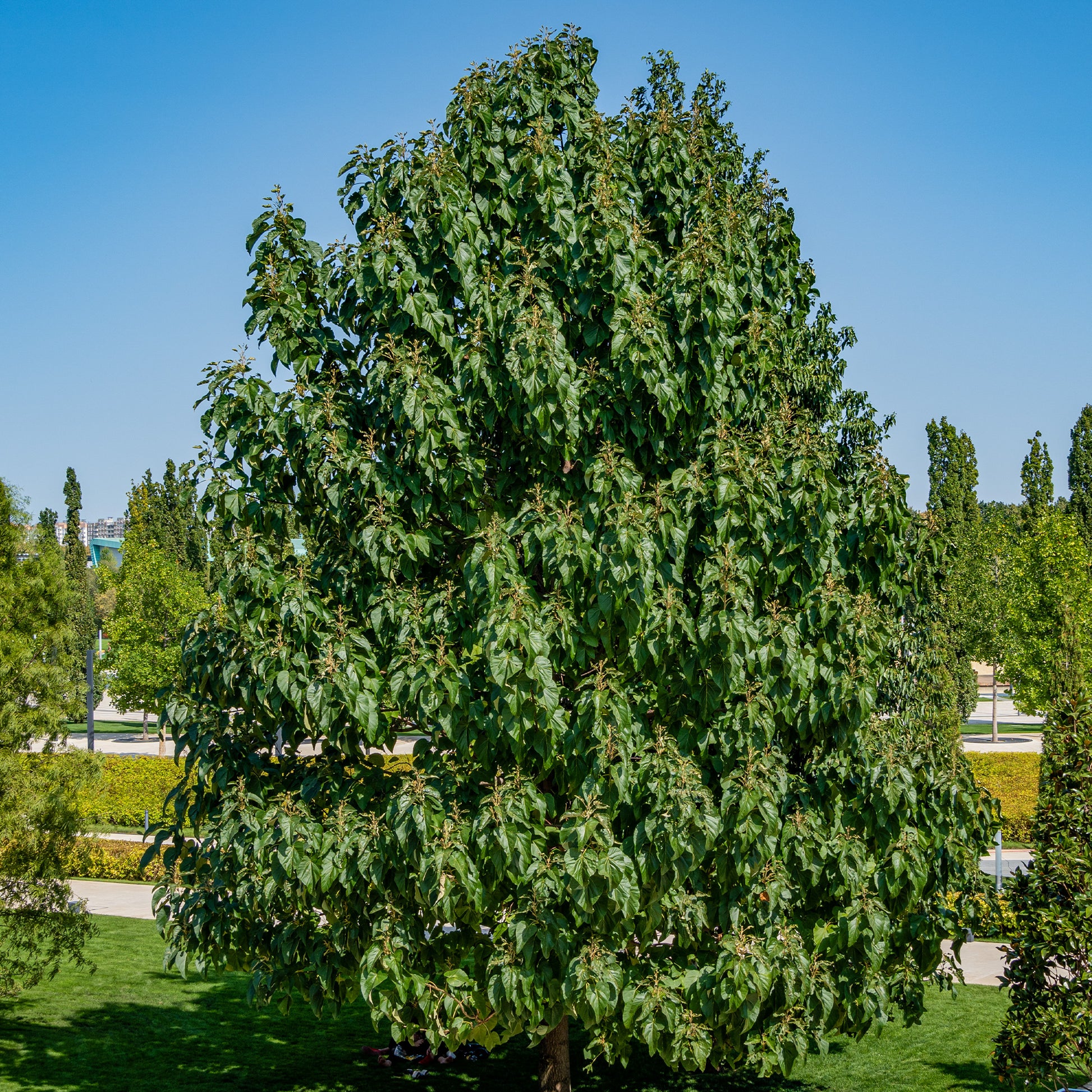 Keizerboom - Paulownia tomentosa - Heesters en vaste planten