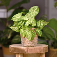 Bonte syngonium - Syngonium podophyllum arrow - Bakker
