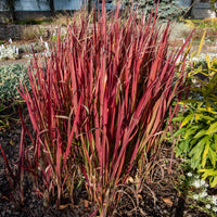 Collectie vaste planten met uniek blad (x7)