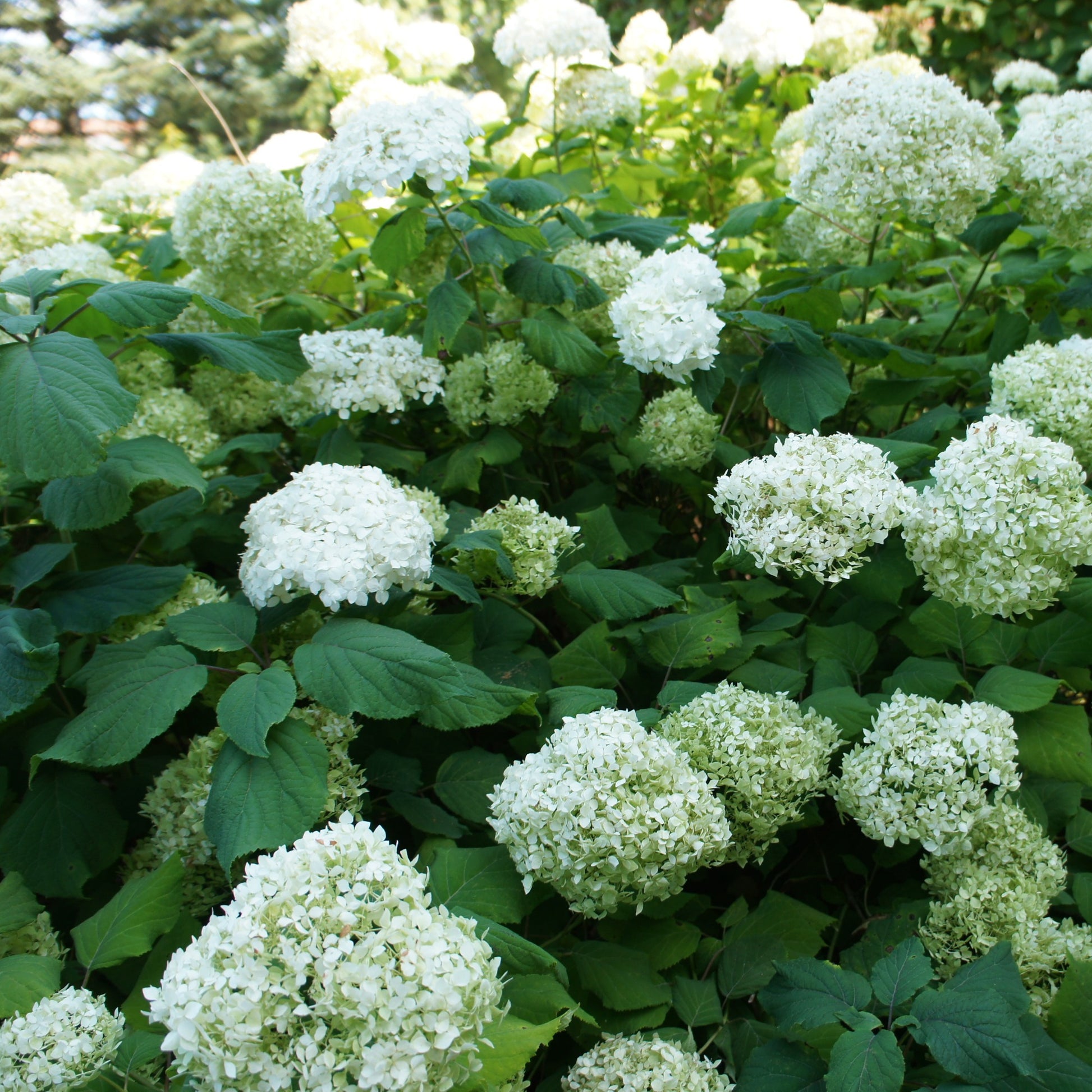 Verzameling hortensia's voor perken en hagen (x3) - Hydrangea macrophylla - Tuinplanten