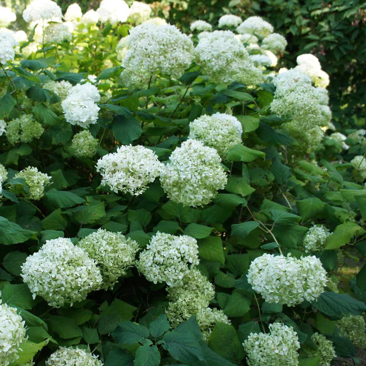Sneeuwbalhortensia 'Annabelle' - Hydrangea arborescens Annabelle - Bakker