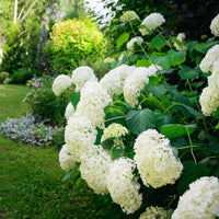 Verkoop Sneeuwbalhortensia 'Annabelle' - Hydrangea arborescens Annabelle